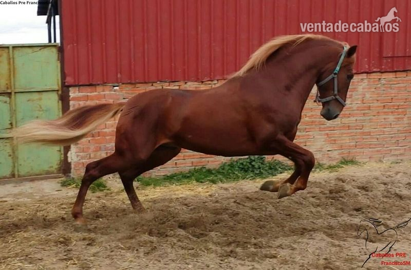 Pre -Cristeto- Alazán - Caballos Pura Raza Española (P.R.E.) Pura Raza Española
