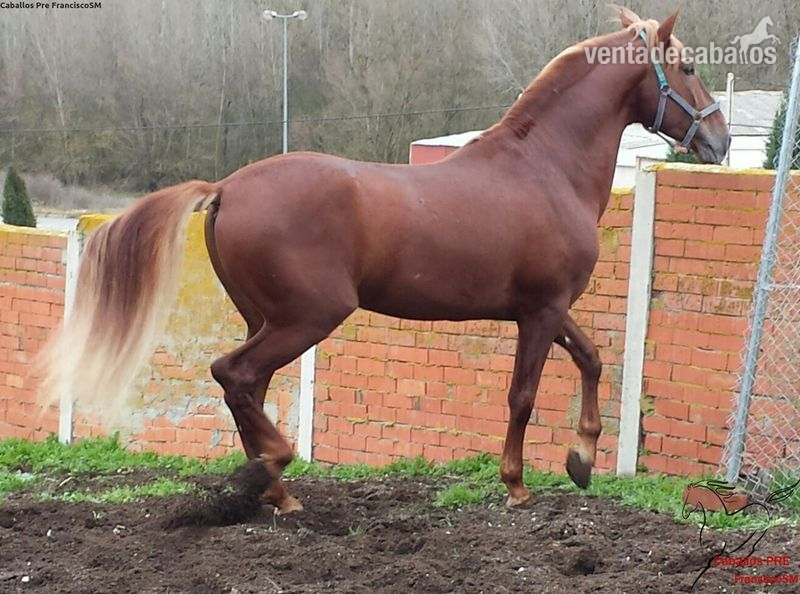Pre -Cristeto- Alazán - Caballos Pura Raza Española (P.R.E.)