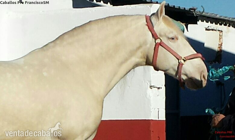 Albino Lusitano Barroco in 