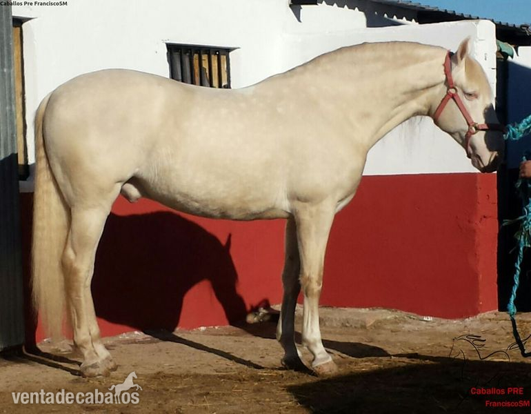 Albino {TYPE}