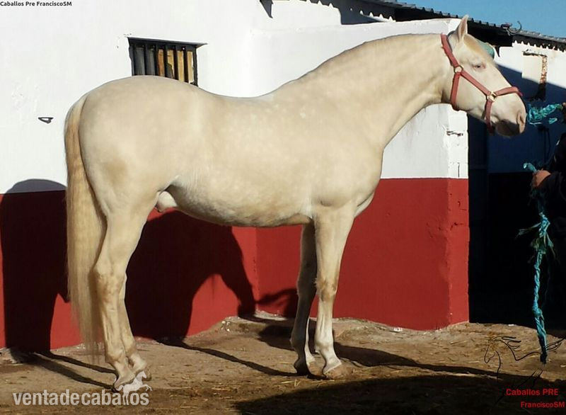 Caballos Enteros Albino - Albino Lusitano Barroco