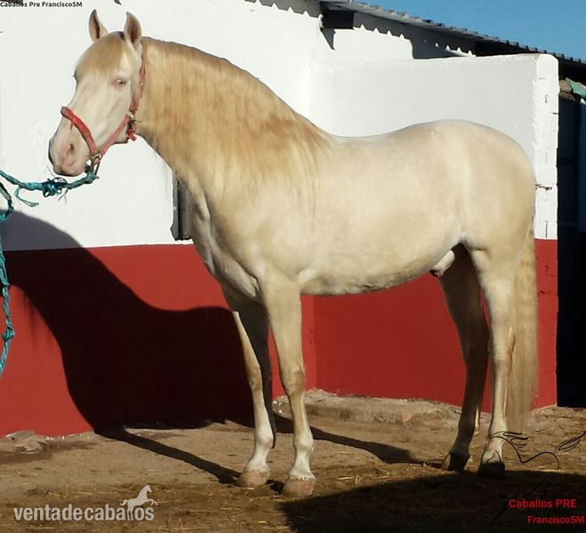 Albino Lusitano Barroco - Caballos Enteros Albino