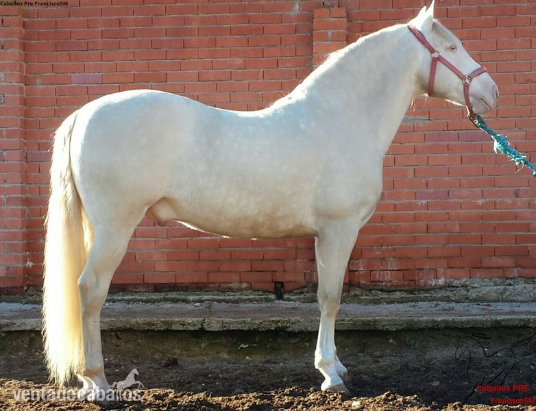 Albino Lusitano Barroco - Albino