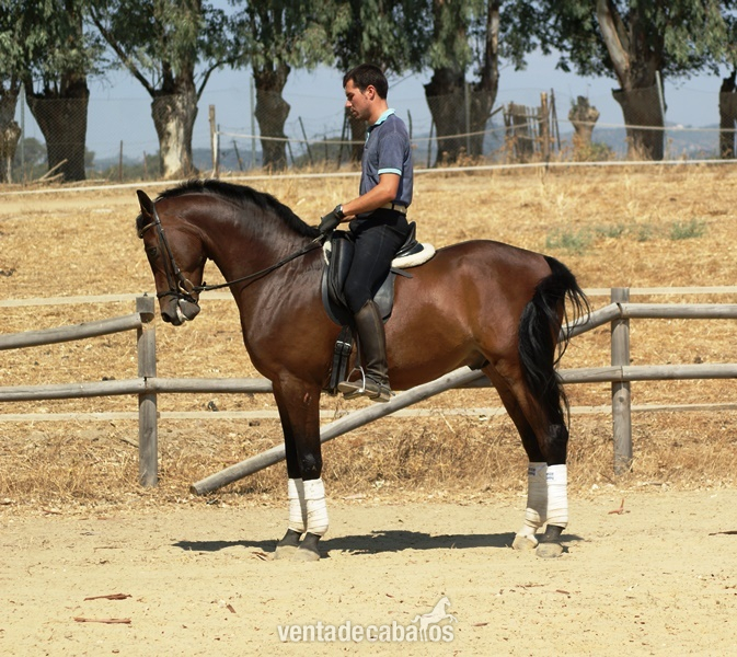 CABALLO ANGLO ARABE CASTRADO PARA DIVERTIRSE in 