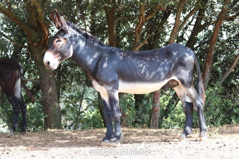 Vendo futuro semental de burro catalán (Guarà Català) in 