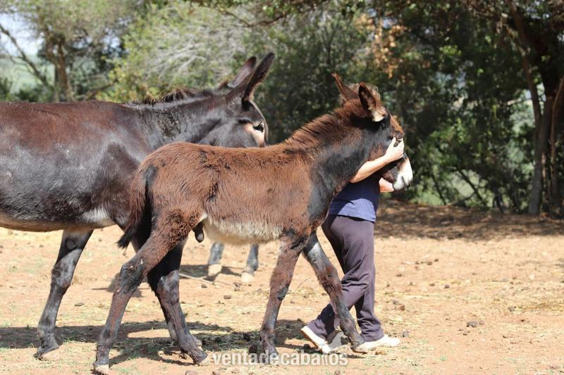 Burro catalán (GUARÀ CATALÀ)