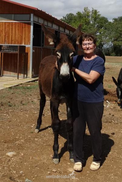 Burro catalán (GUARÀ CATALÀ) {TYPE}