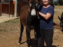 Vendo futuro semental de burro catalán (Guarà Català)