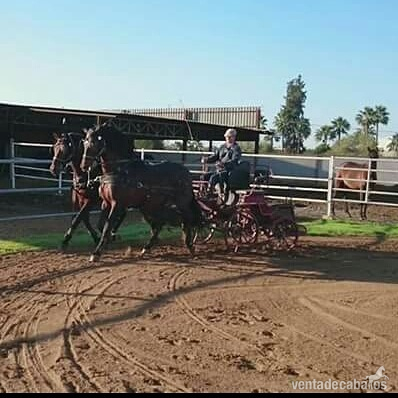 Pura Raza Española {TYPE}