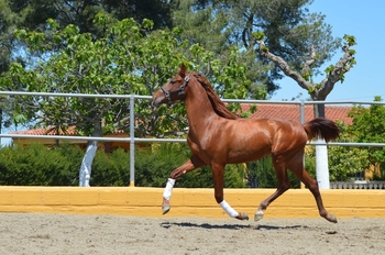 Potro de 2 años
