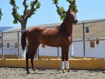 Potro de 2 años