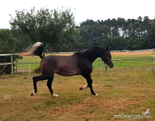 Arabian