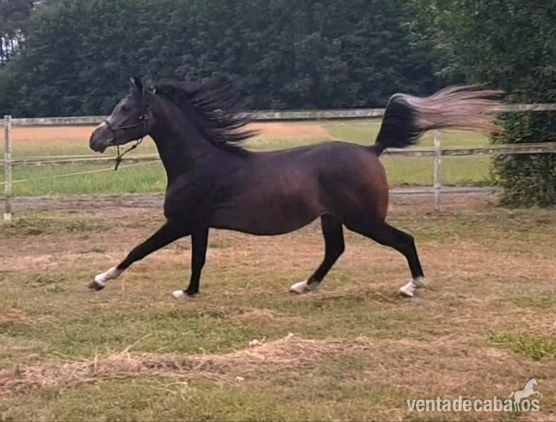 Arabian {TYPE}