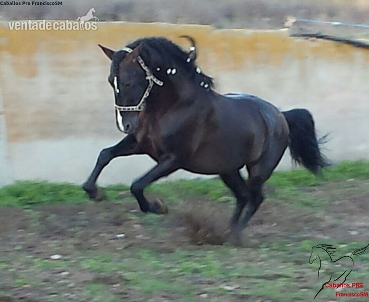 Excepcional PRE Capa Negra in 