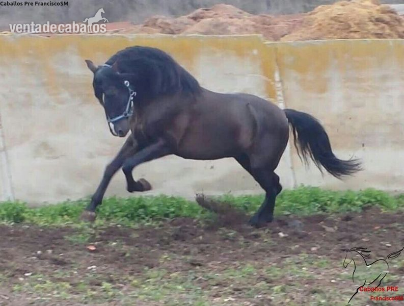 Pura Raza Española