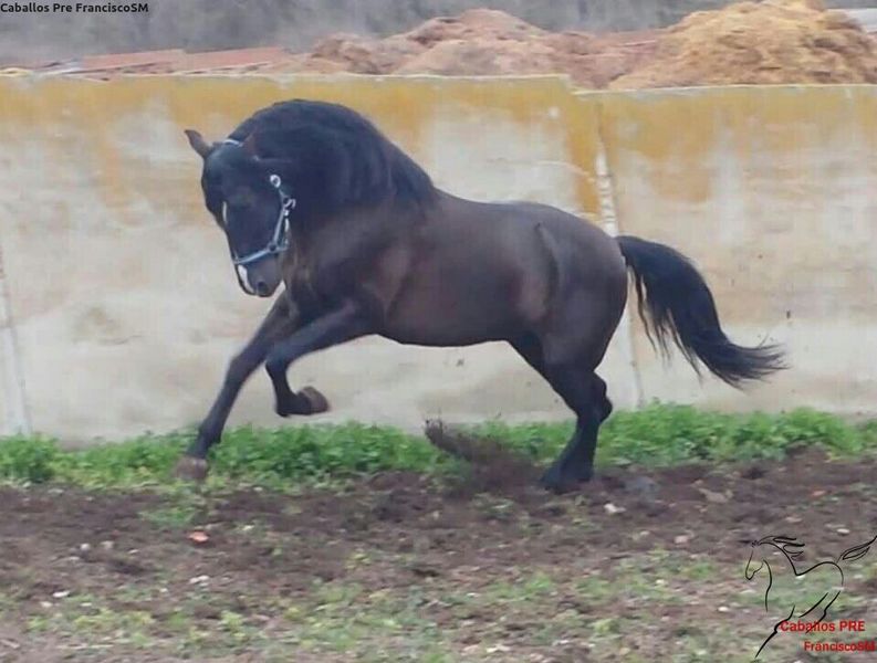 Pura Raza Española