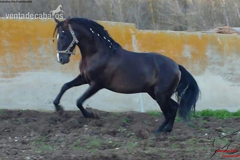 Pura Raza Española {TYPE}