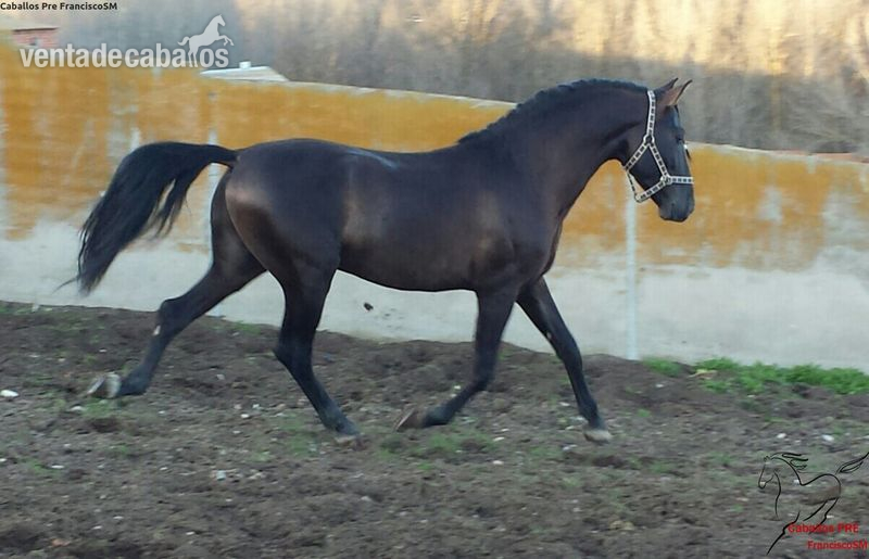 Caballos Pura Raza Española (P.R.E.) Pura Raza Española - Excepcional PRE Capa Negra