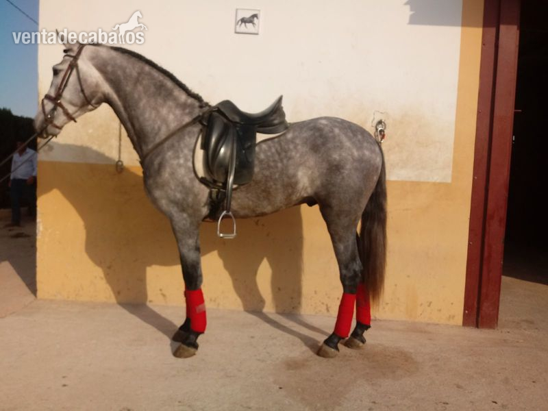 CABALLO P.R.E TORDO in 