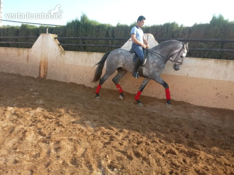Pura Raza Española {TYPE}
