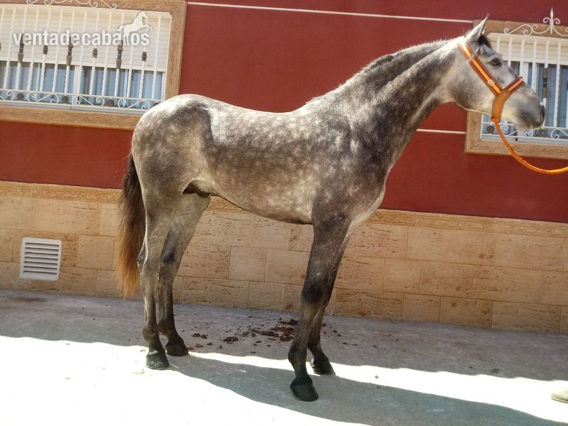 Caballos Pura Raza Española (P.R.E.) Pura Raza Española - CABALLO P.R.E TORDO