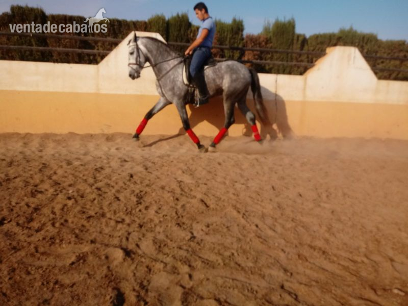 CABALLO P.R.E TORDO - Caballos Pura Raza Española (P.R.E.) Pura Raza Española