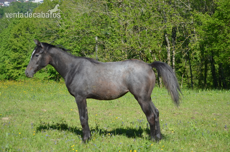 Caballos Árabes Arabe (PSA) - Yegua de cría Árabe MAÉ Al PATOULA