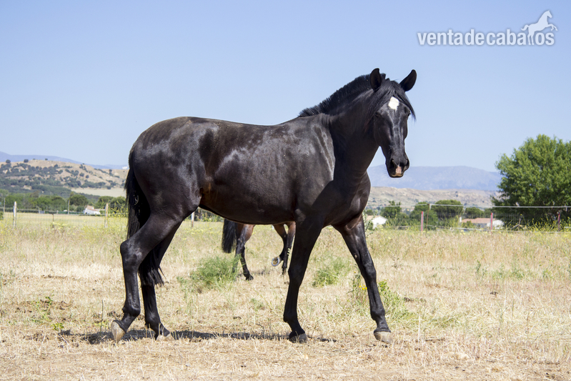 Venta de yeguas  in 