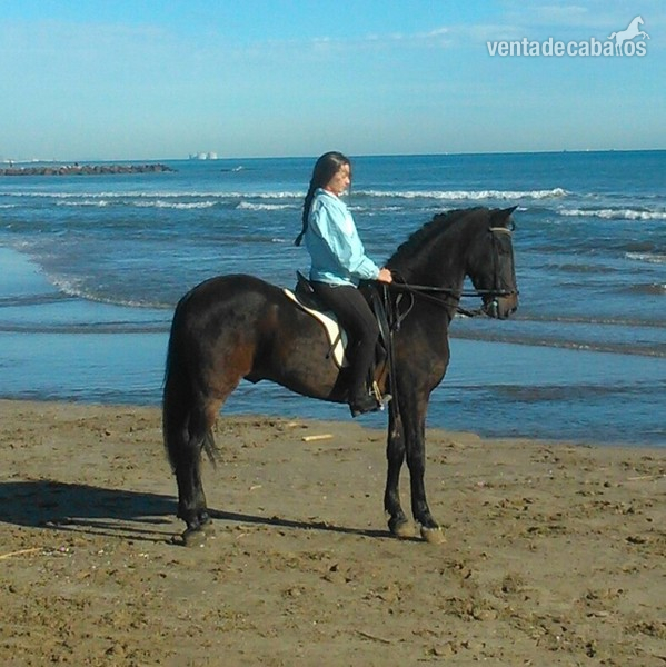 caballo para disfrutar  in 