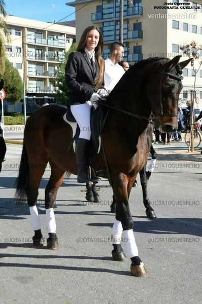 Hispano-Arabe