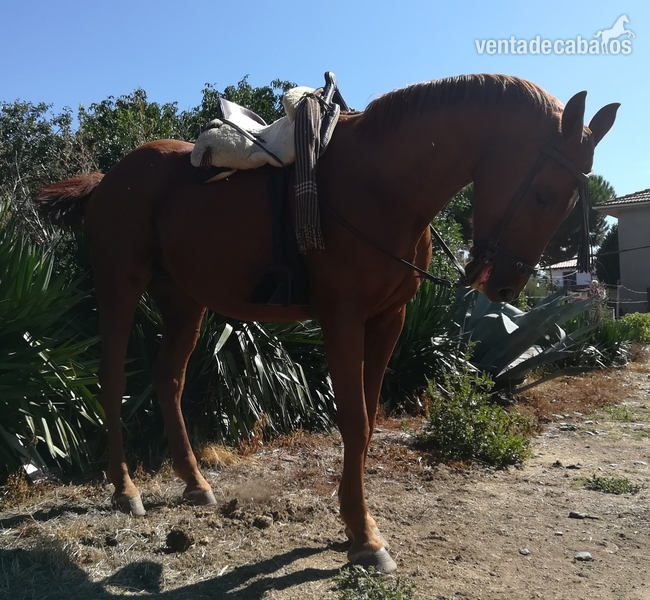 Se vende caballo tres sangres in 