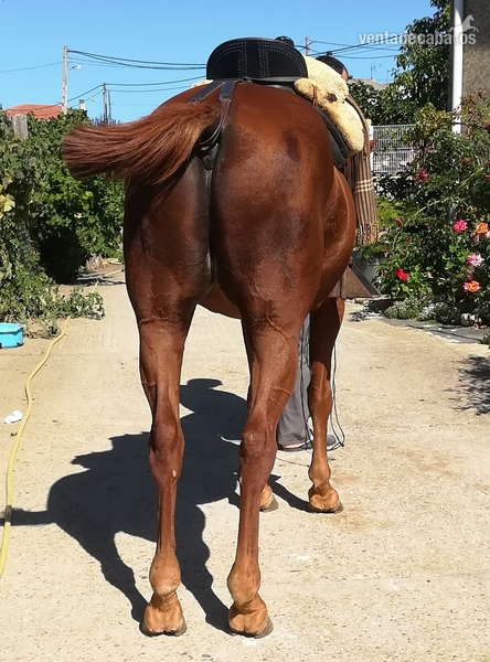 Tres sangres {TYPE}