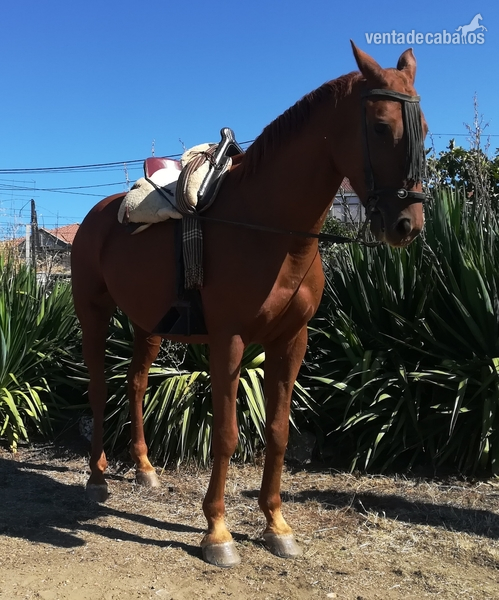 Caballos Capados Tres sangres - Se vende caballo tres sangres