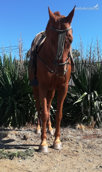 Se vende caballo tres sangres - Caballos Capados Tres sangres
