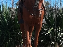 Se vende caballo tres sangres