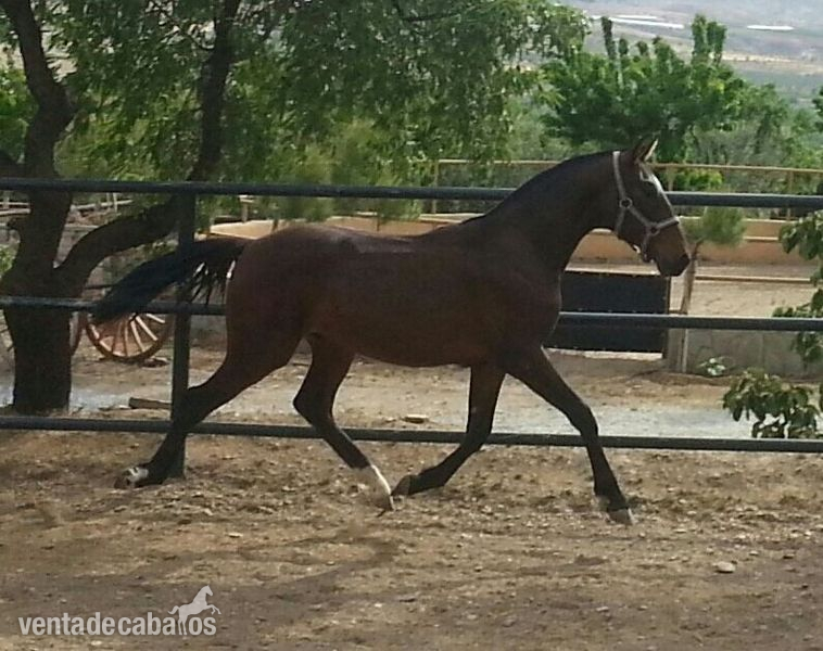 Pura Raza Española {TYPE}