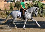 Caballos Pura Raza Española (P.R.E.) Pura Raza Española - SE VENDE PRE ESPECTACULAR POR FALTA DE TIEMPO