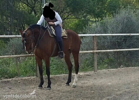 Hispano-Arabe
