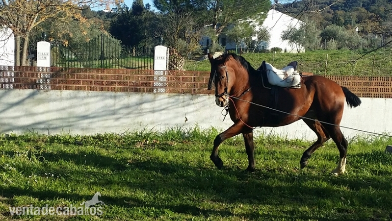 Hispano-Arabe {TYPE}