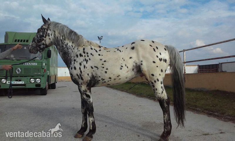 Apaloosa muy manso in 