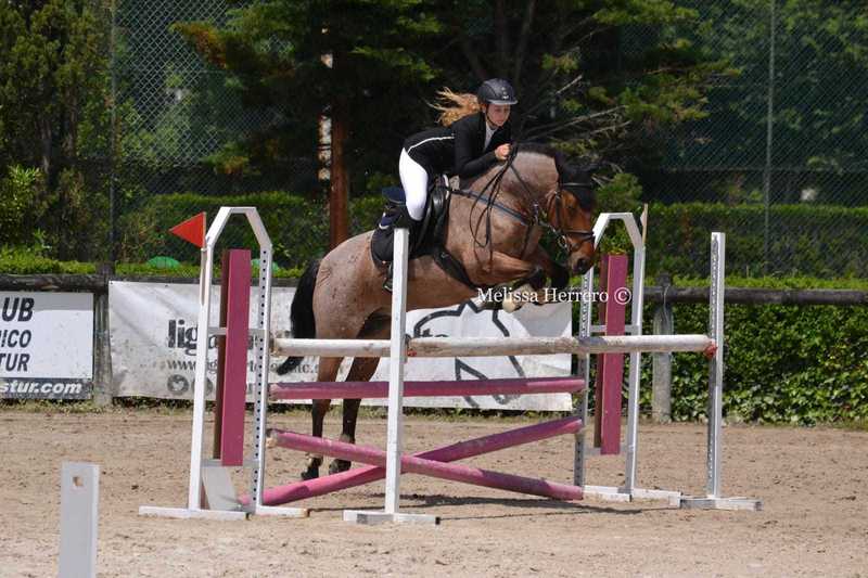 Caballos Capados Cruzado - Caballo de salto