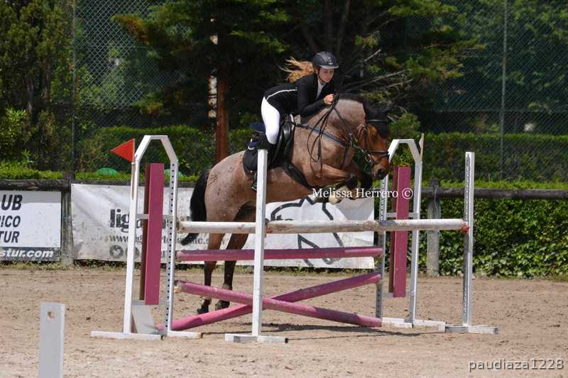 Caballos Capados Cruzado - Caballo de salto
