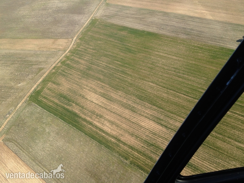 Magnifica finca plana de 67.000 m/2 a 1 hora de Madrid - Finca ecuestre