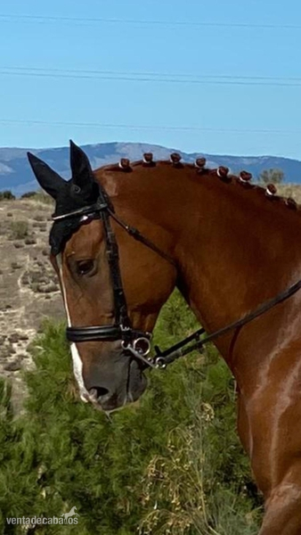 Caballos Capados KWPN - Se vende Centroeuropeo 1,78. 12 años y compitiendo.