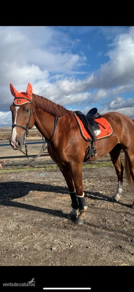 Se vende Centroeuropeo 1,78. 12 años y compitiendo. - Caballos Capados KWPN