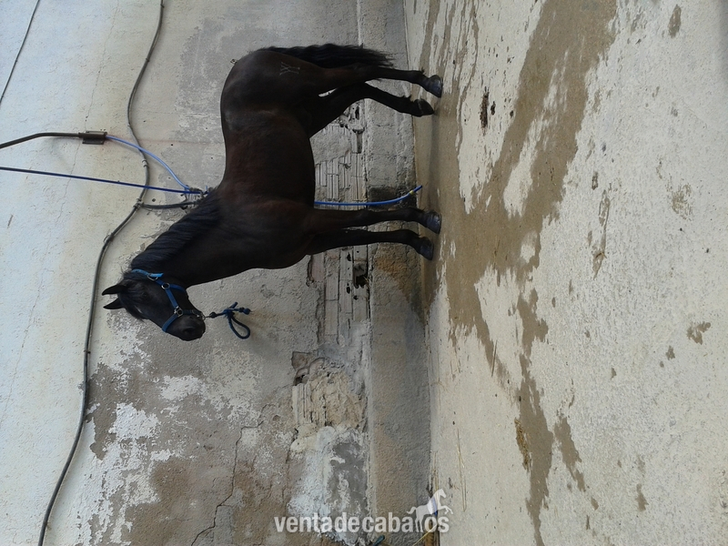 Venta caballo PRE negro in 