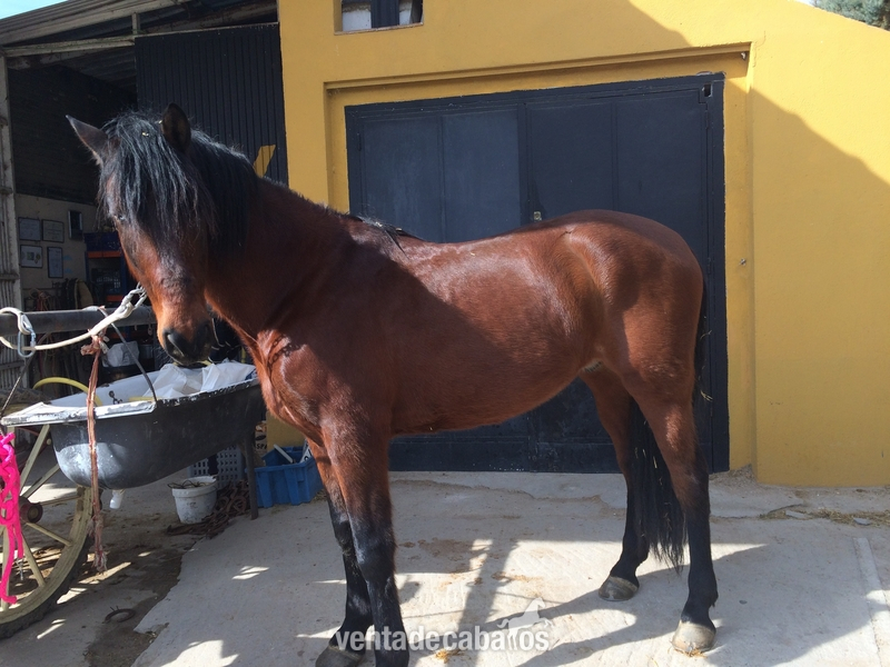 VENDO CABALLO ECONIÓMICO in 