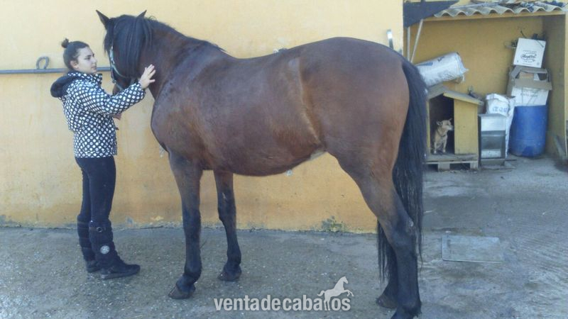 Cruzado