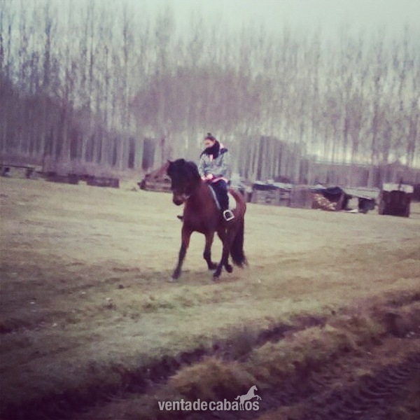 Cruzado {TYPE}