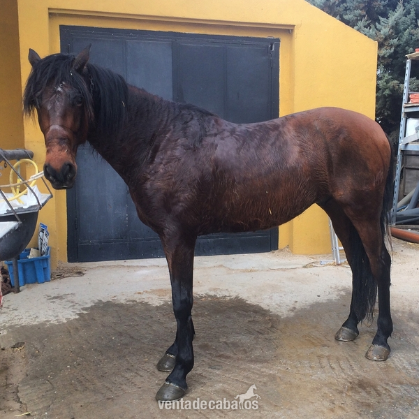 Caballos Capados Cruzado - VENDO CABALLO ECONIÓMICO